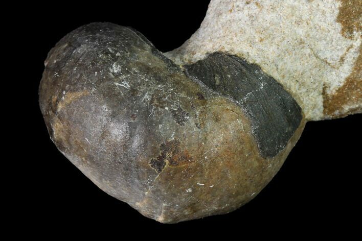 1.1" Ordovician Gastropod Fossil - Morocco